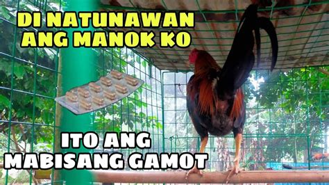 DI NATUNAWAN ANG MANOK KO, ITO ANG MABISANG .